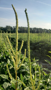 Palmer amaranth