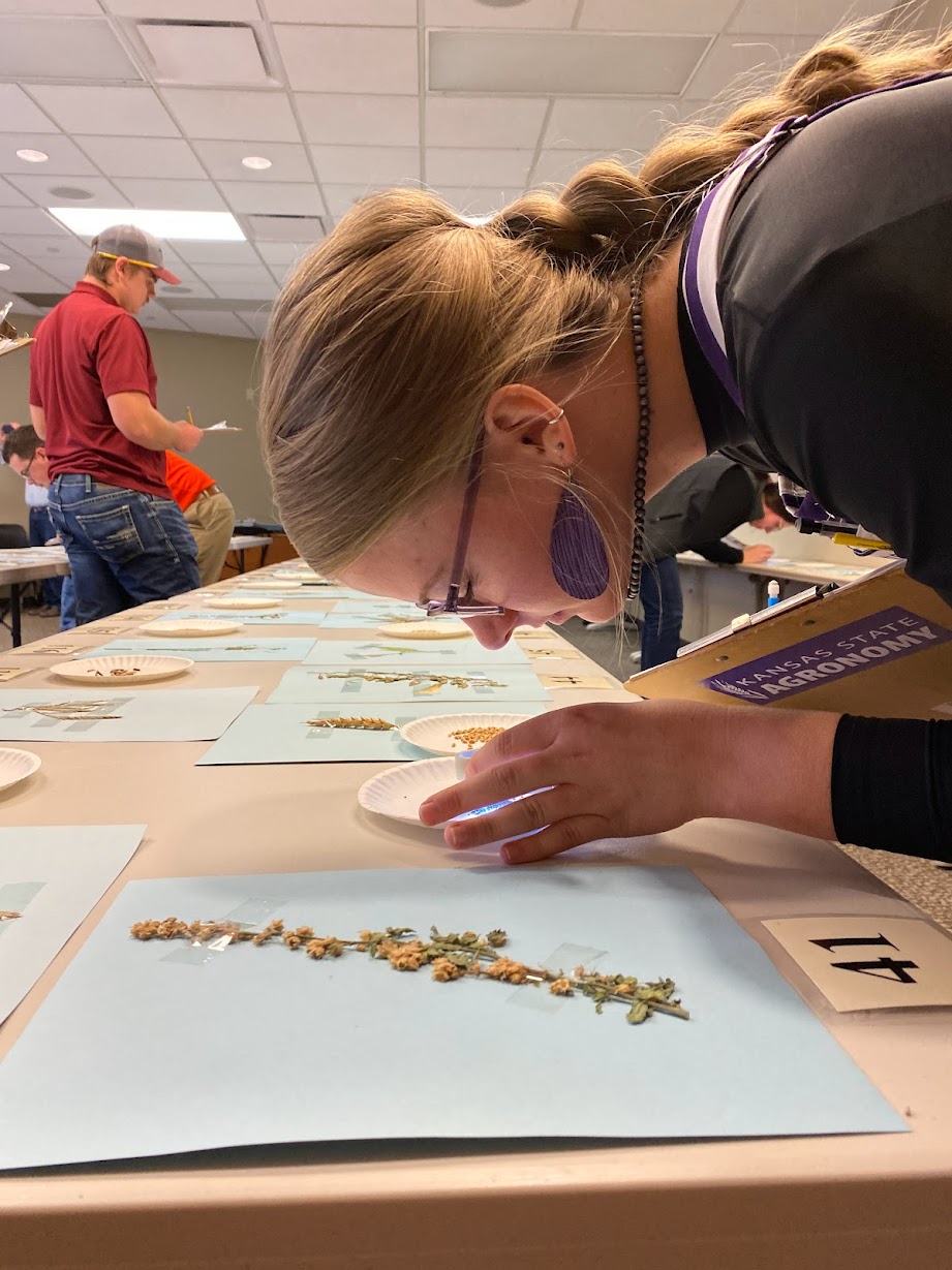 Spring Crops Judging